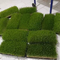 علوفه تازه و بسته بندی شده هیدروپونیک