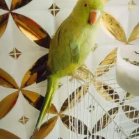 ملنگو ماده 20کلمه صحبت