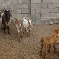 گوسفند