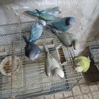 جوجه راهب دون خور و سرلاکی