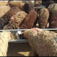 گوسفنده چاق و چله