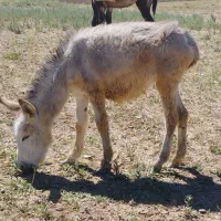 الاغ ماده
