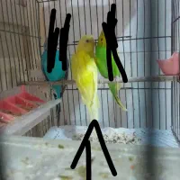 مرغ عشق