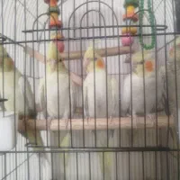 عروس هلندی