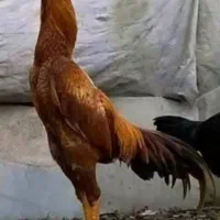 خروس لاری اصیل تخم افغانی