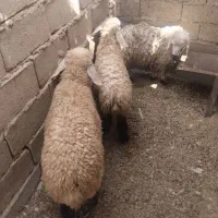بره|حیوانات مزرعه|زابل, |دیوار