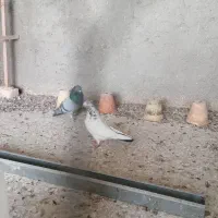 کبوتر