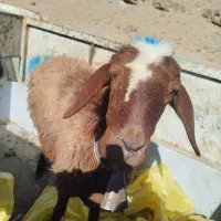 یک بز با بزغاله نر