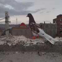 کله نر