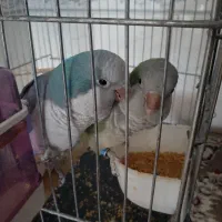 راهب فروشی یک جفت