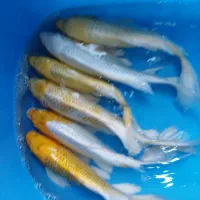 ماهی کوی با تنوع رنگ و نژاد و غذای کوی