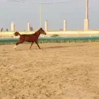 اسب دره شور