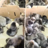 جوجه یک روزه آیس بار. طوسی