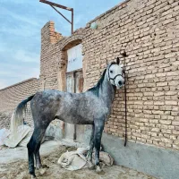 اسب دوسر وارداتی