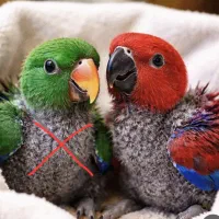 جوجه اکلکتوس ماده