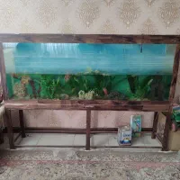 اکواریوم
