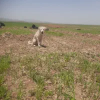سگ زرنگ