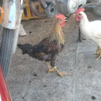 مرغ خروس