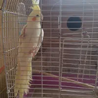 عروس هلندی لوتینو