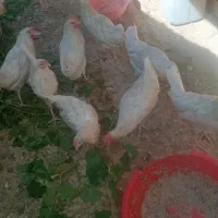 فروش مرغ مصنوعی تخم گذار