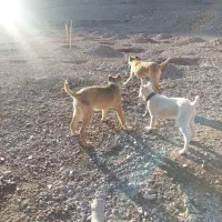 سگ بولی|سگ|بیرجند, |دیوار