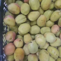 زردالو