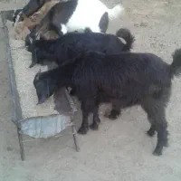 ۵ عدد کهره ماده سالم و سرحال