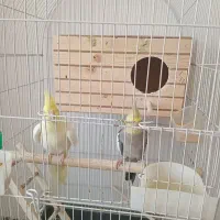 عروس هلندی با جوجه و قفس