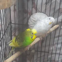 مرغ عشق زیبا نژاد دار