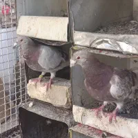 کفتر کبوتر