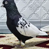 کبوتر رنگی وپلاکی