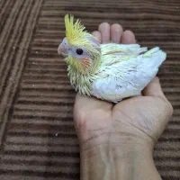 عروس هلندی