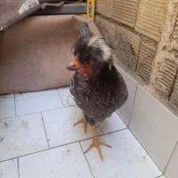 چهار تا تاقچه