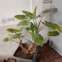 گل بابا آدم و یک جفت کفتر طوقی