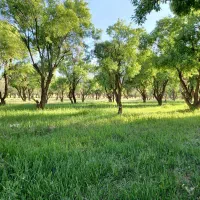 کود ارگانیک