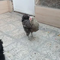 مرغ گلین تخم گذار