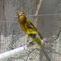 قناری سبزچمنی،طوسی همگی نر دهن زن بخوانید