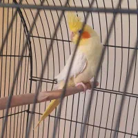 فروش عروس هلندی
