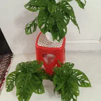 گل و گیاه طبیعی باکیفیت سانسوریاوزامفولیاوپتوس