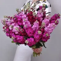 بذر انوع سبزیجات صیفیجات یا گل
