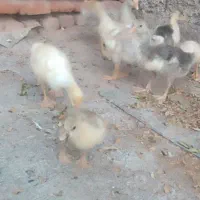 جوجه غاز محلی