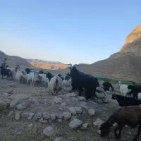 نر بز جلو کش به شرط