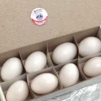تخم کبوتر ۶۰تا