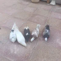 کبوتر|پرنده|فولادشهر, C1|دیوار