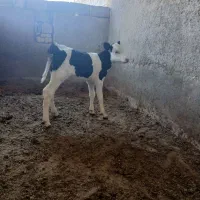 گوساله