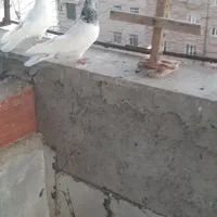 کبوتر صید شده اوچان اویناق