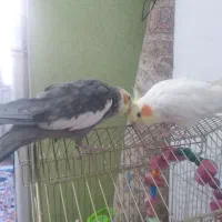 عروس هلندی مولد