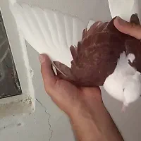 پشتی سرخ ماده