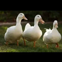 فروش دوتا اردک سفید اهلی نر وماده