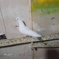 کبوتر